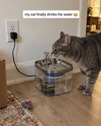 Tabby cat drinking from the MewSip fountain at home