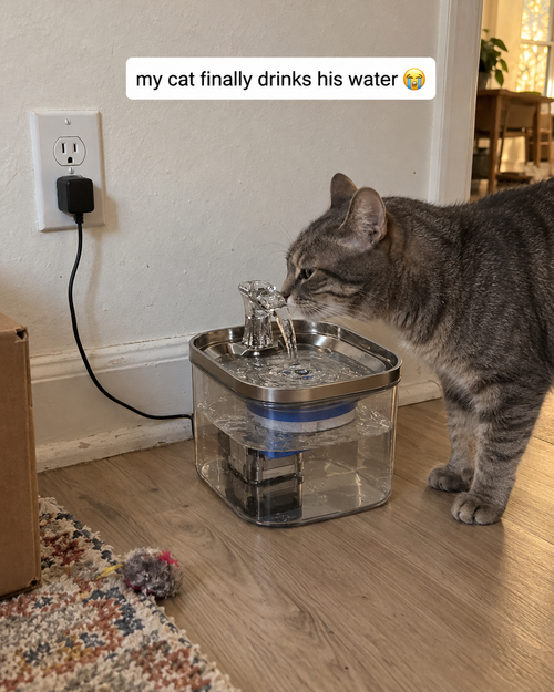 Tabby cat drinking from the MewSip fountain at home